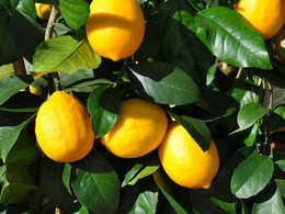 Цитрус "Лимон Мейера"