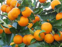 Цитрус "Апельсин"