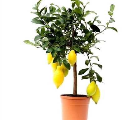 Цитрус "Лимон Мейера" (21 диам, 85см)