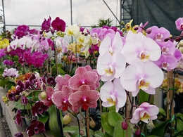 Коллекция орхидей 