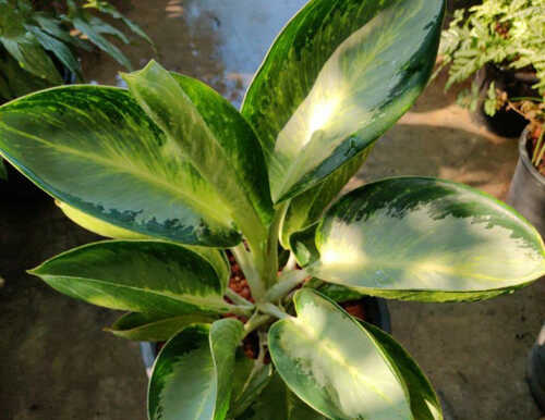 Аглаонема Banana Leaf, 9д:30-40см (WNP)