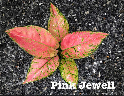Аглаонема Pink Jewel, 9д:30-40см (WNP)
