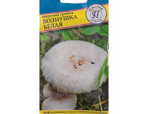 Мицелий грибов Волнушка белая, 60 мл